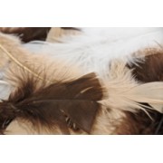 Feathers - Turkey Animal (Pack of 250)