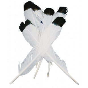 Feathers White/Black Tip (Pack of 10)