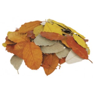 Natural Leaves (Pack of 90)